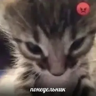 😿 emoji Коты Telegram sticker 10 of 47