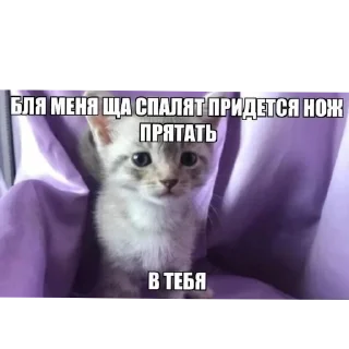 🐱 emoji Коты Telegram sticker 14 of 26