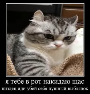 Sticker from Умный кот