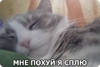 🌟 emoji Замечательная кошка Марта Telegram sticker 14 of 15