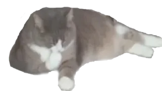 🌟 emoji Замечательная кошка Марта Telegram sticker 7 of 15
