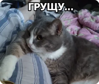 🌟 emoji Замечательная кошка Марта Telegram sticker 15 of 15