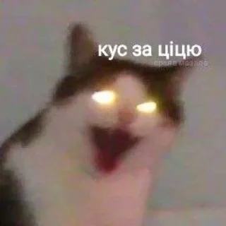 😳 emoji Кицацица Telegram sticker 21 of 120