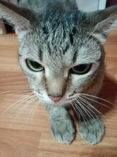 😡 emoji Филишечка Telegram sticker 20 of 77