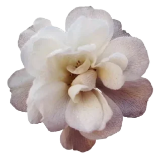 🕊 emoji Филишечка Telegram sticker 10 of 77