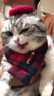 😃 emoji педикбург на пидоровка Telegram sticker 16 of 22