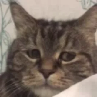😔 emoji педикбург на пидоровка Telegram sticker 5 of 22
