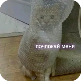 😐 emoji Kitties Telegram sticker 16 of 59