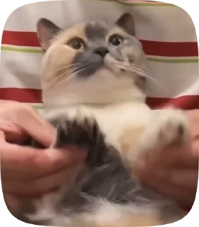 🥴 emoji стикипэк Telegram sticker 13 of 38