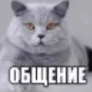 🌟 emoji писи каки 2 Telegram sticker 6 of 34