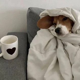 🛏 emoji ЖЮ Видео 🧡 Фотопак | @Lifeyt Telegram sticker 3 of 37