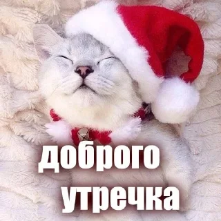 🙃 emoji ЖЮ 🧡 Видео НГ @lifeyt Telegram sticker 18 of 89