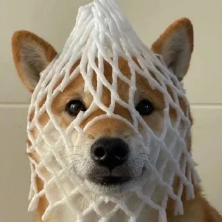 😷 emoji ЖЮ Видео 🧡 Фотопак | @Lifeyt Telegram sticker 13 of 37