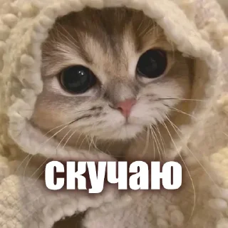 Sticker from ЖЮ 🧡 Видео НГ @lifeyt