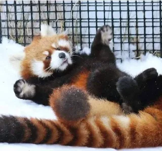 🍥 emoji RED PANDAS 2.0 • by senlin Telegram sticker 21 of 30