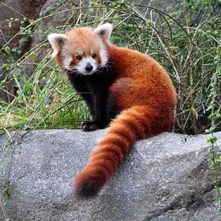 🍥 emoji RED PANDAS 2.0 • by senlin Telegram sticker 7 of 30