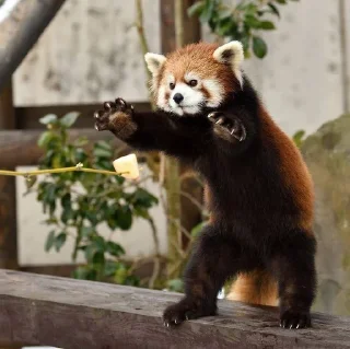 🍥 emoji RED PANDAS 2.0 • by senlin Telegram sticker 11 of 30
