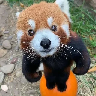 Sticker from RED PANDAS 2.0 • by senlin