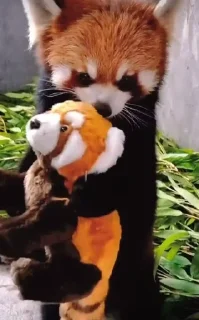 🍥 emoji RED PANDAS 2.0 • by senlin Telegram sticker 20 of 30