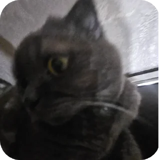 🐱 emoji агро буся Telegram sticker 10 of 14
