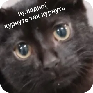 🐱 emoji буська вайб Telegram sticker 17 of 37