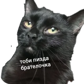Sticker from буська вайб