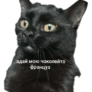🐱 emoji буська вайб Telegram sticker 13 of 37