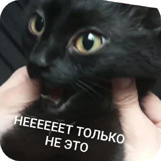 Sticker from буська вайб