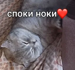 😴 emoji anyasasha Telegram sticker 21 of 37