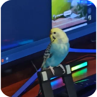 🐤 emoji Birdy @TgEmodziBot Telegram sticker 7 of 11