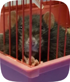🐭 emoji Май лаф Telegram sticker 8 of 36
