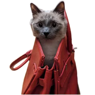 🐱 emoji Коты Telegram sticker 9 of 78