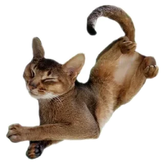 🐱 emoji Коты Telegram sticker 12 of 78