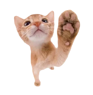 🌟 emoji смешнявкины :: @swetstick Telegram sticker 8 of 10