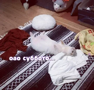 🌟 emoji Больше хорьков богу хорьков Telegram sticker 24 of 120