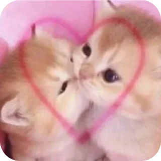 👅 emoji мяу мяу🐱 Telegram sticker 18 of 22