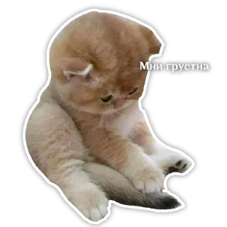 Sticker from Котятя