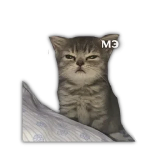 Sticker from Котятя