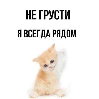 🥰 emoji котятя от увувси Telegram sticker 8 of 51