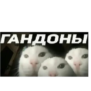🐱 emoji але Telegram sticker 6 of 32