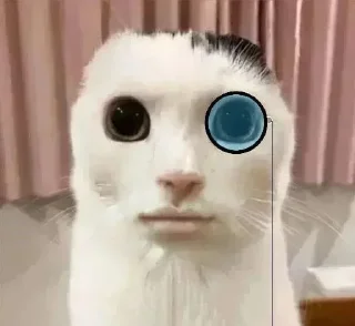 🧐 emoji Кіт Telegram sticker 7 of 22