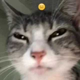 😑 emoji кіт Telegram sticker 6 of 50