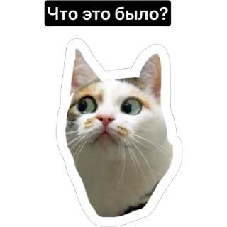 🤔 emoji Смешные коты Telegram sticker 17 of 29