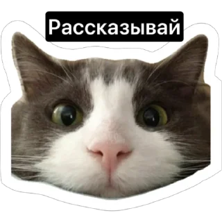 😱 emoji Смешные коты Telegram sticker 6 of 29