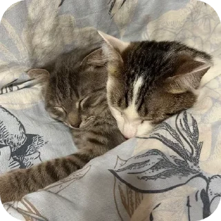 🔳 emoji какащка Telegram sticker 7 of 24
