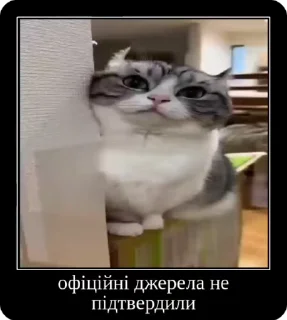 🌟 emoji Котики українською Telegram sticker 7 of 50