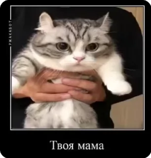 🌟 emoji Котики українською Telegram sticker 24 of 50