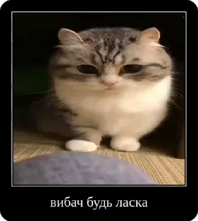 Sticker from Котики українською