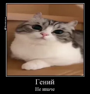 🤦‍♂️ emoji Пламя-стики❤️‍🔥 (5) @Komaru Telegram sticker 21 of 50