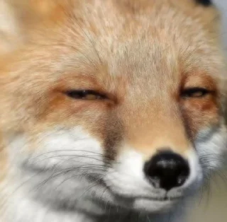 😒 emoji 🦊  // 𝓗𝓪𝓹𝓹𝔂 𝓯𝓸𝔁𝓮𝓼 // 🦊 Telegram sticker 20 of 120